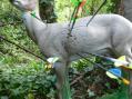 Flèches des jeunes en cibles sur petit cerf